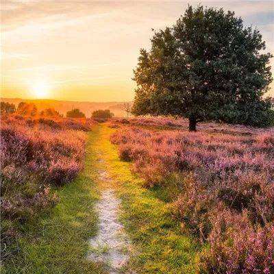 足球竞彩app下载手机版